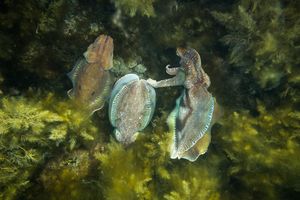 Australian Giant Cuttlefish