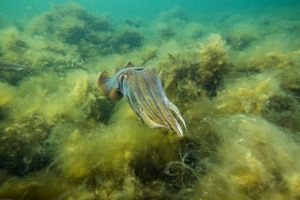 Australian Giant Cuttlefish
