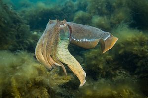 Australian Giant Cuttlefish