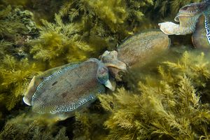 Australian Giant Cuttlefish