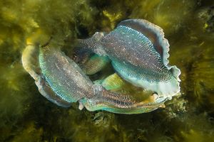 Australian Giant Cuttlefish
