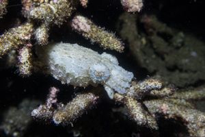 Ascarosepion representative species