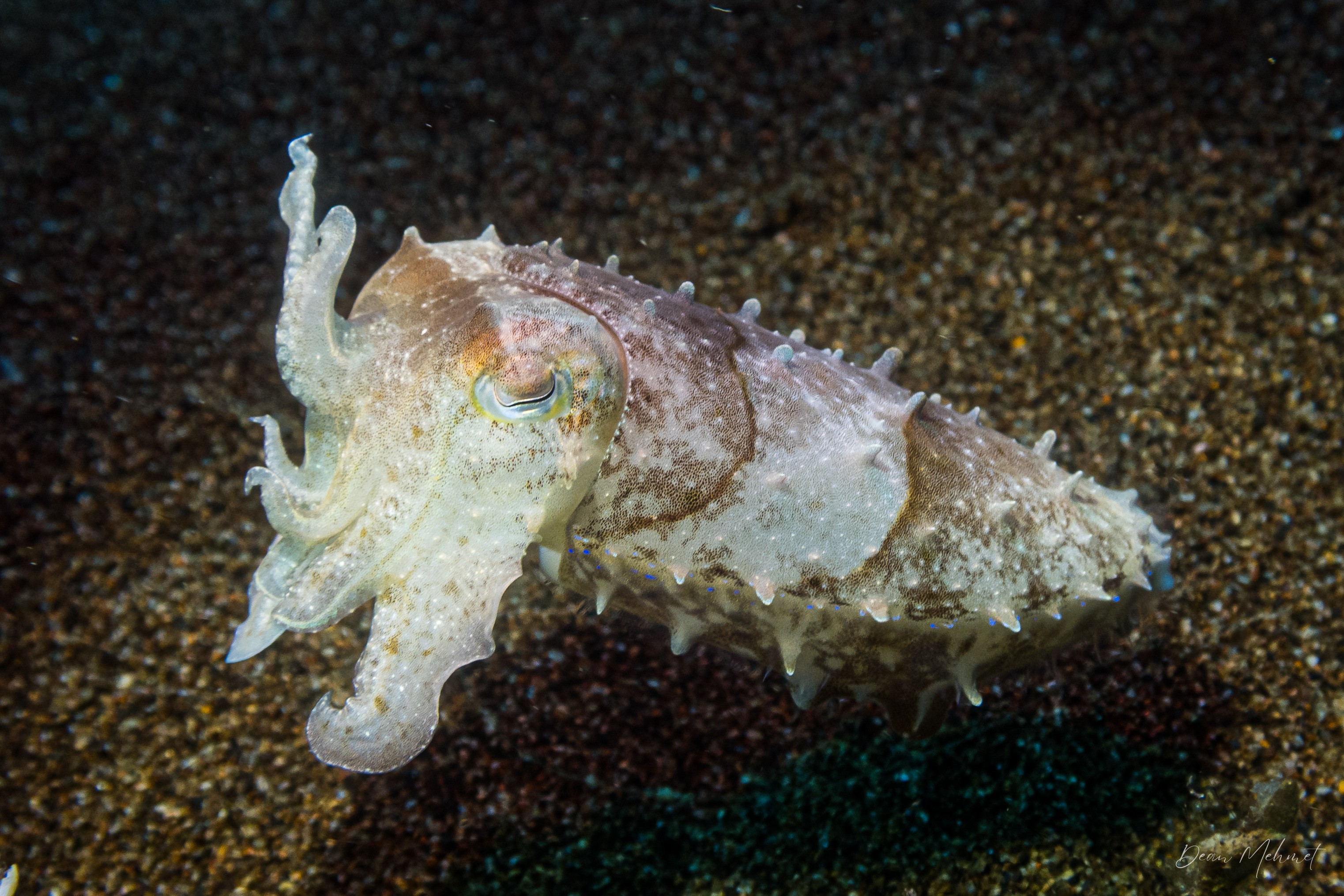 Broadclub Cuttlefish
