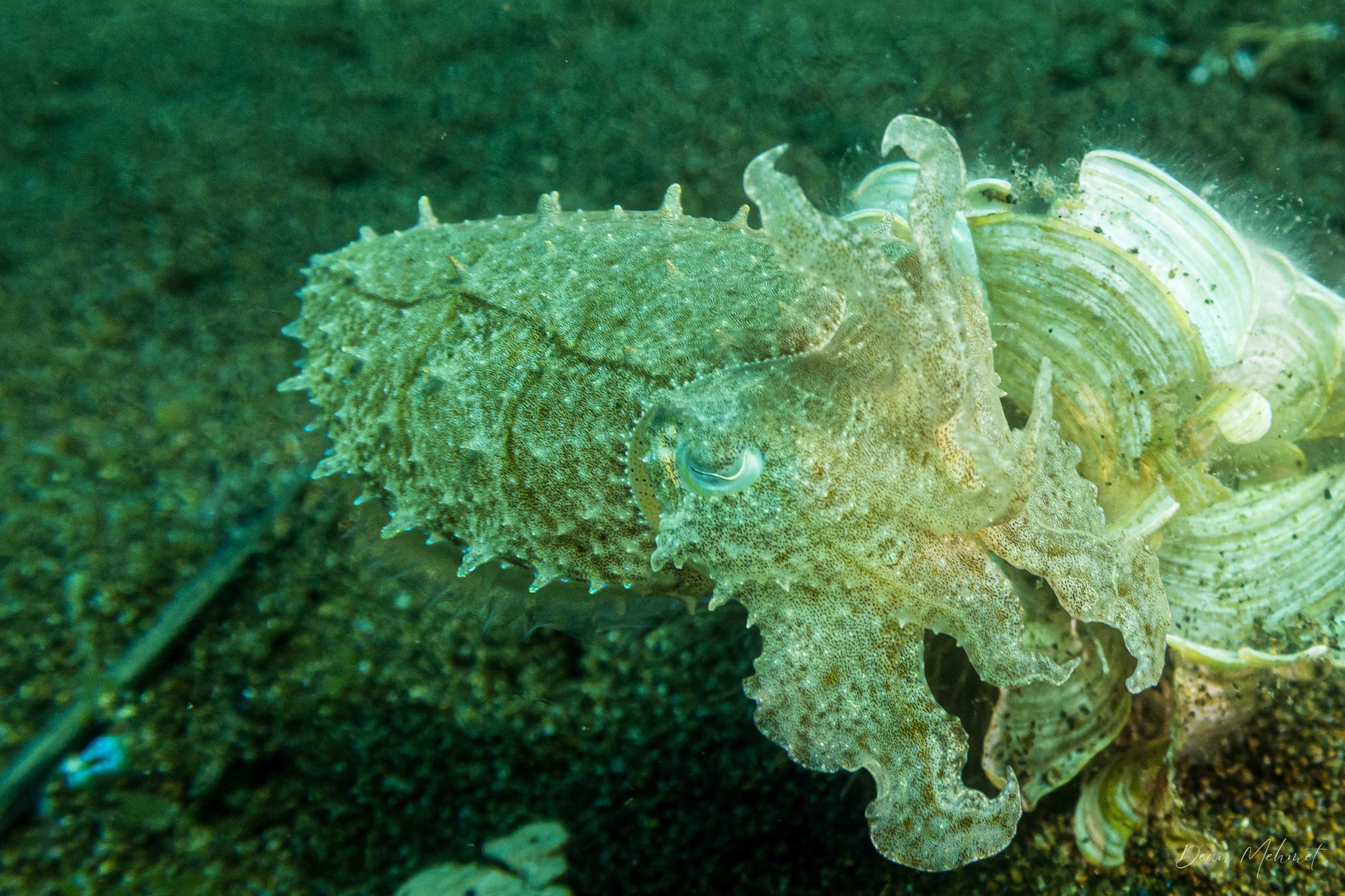 Broadclub Cuttlefish