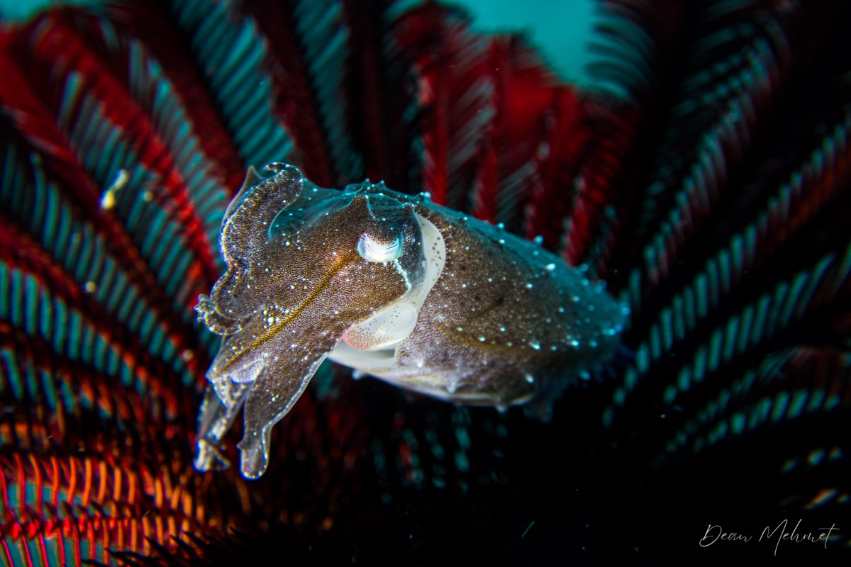 Broadclub Cuttlefish - Dauin / 30 May 2026