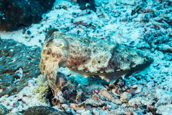 Broadclub Cuttlefish - Photo 2