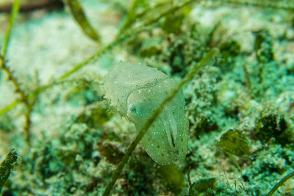 Broadclub Cuttlefish - Photo 6