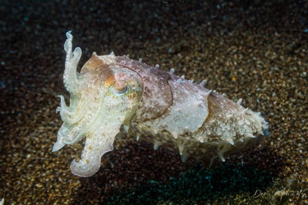 Broadclub Cuttlefish - Photo 8