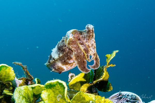 Broadclub Cuttlefish - Photo 11