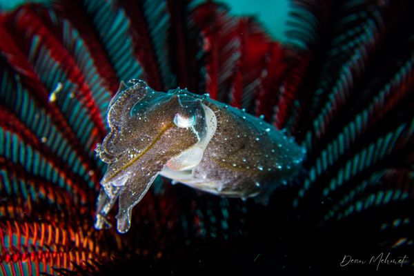 Broadclub Cuttlefish - Dauin / 30 May 2026