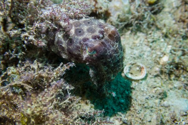 Broadclub Cuttlefish - Photo 15