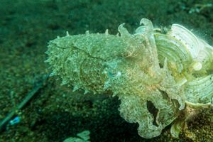 Broadclub Cuttlefish
