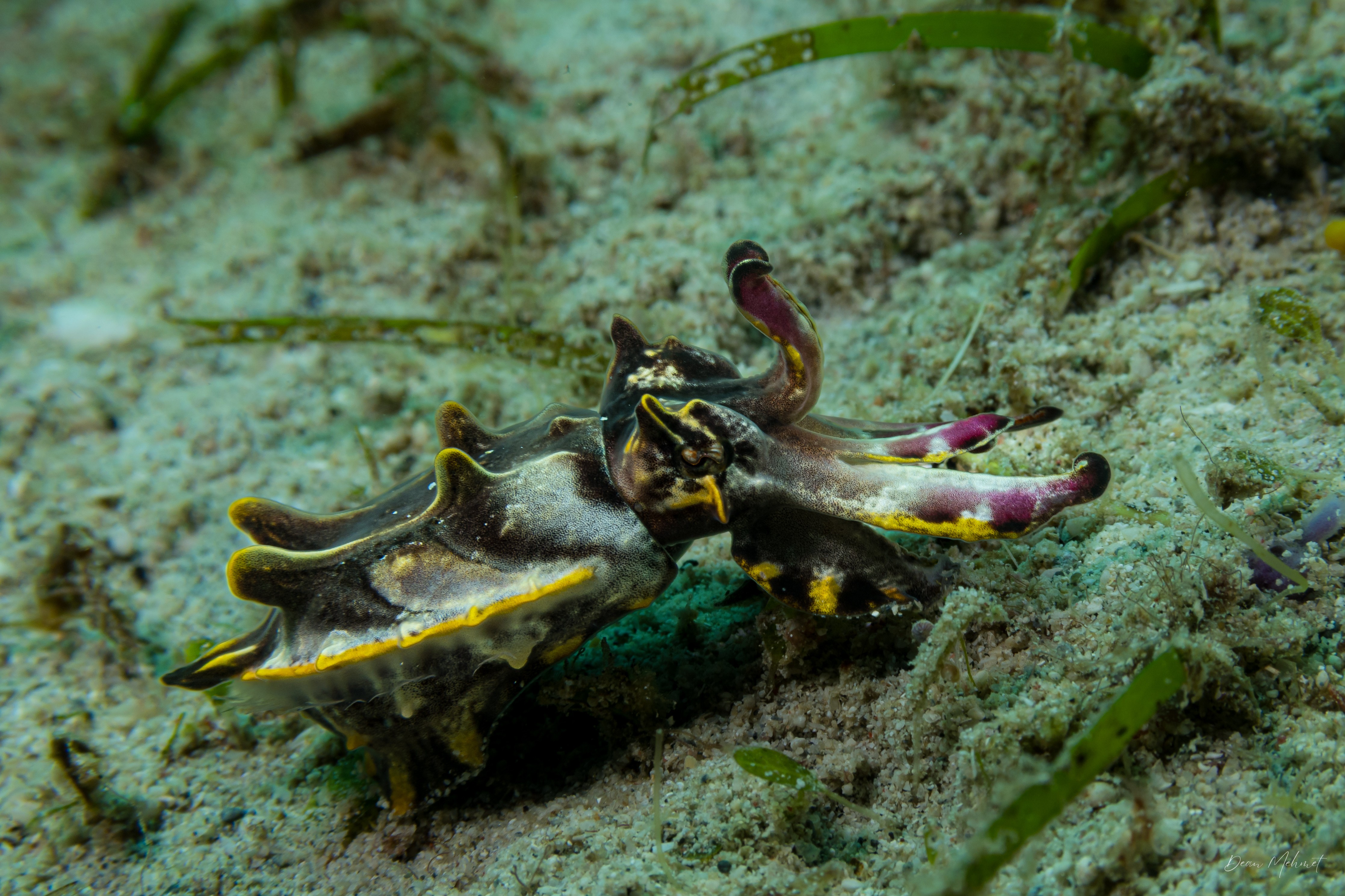 Flamboyant Cuttlefish