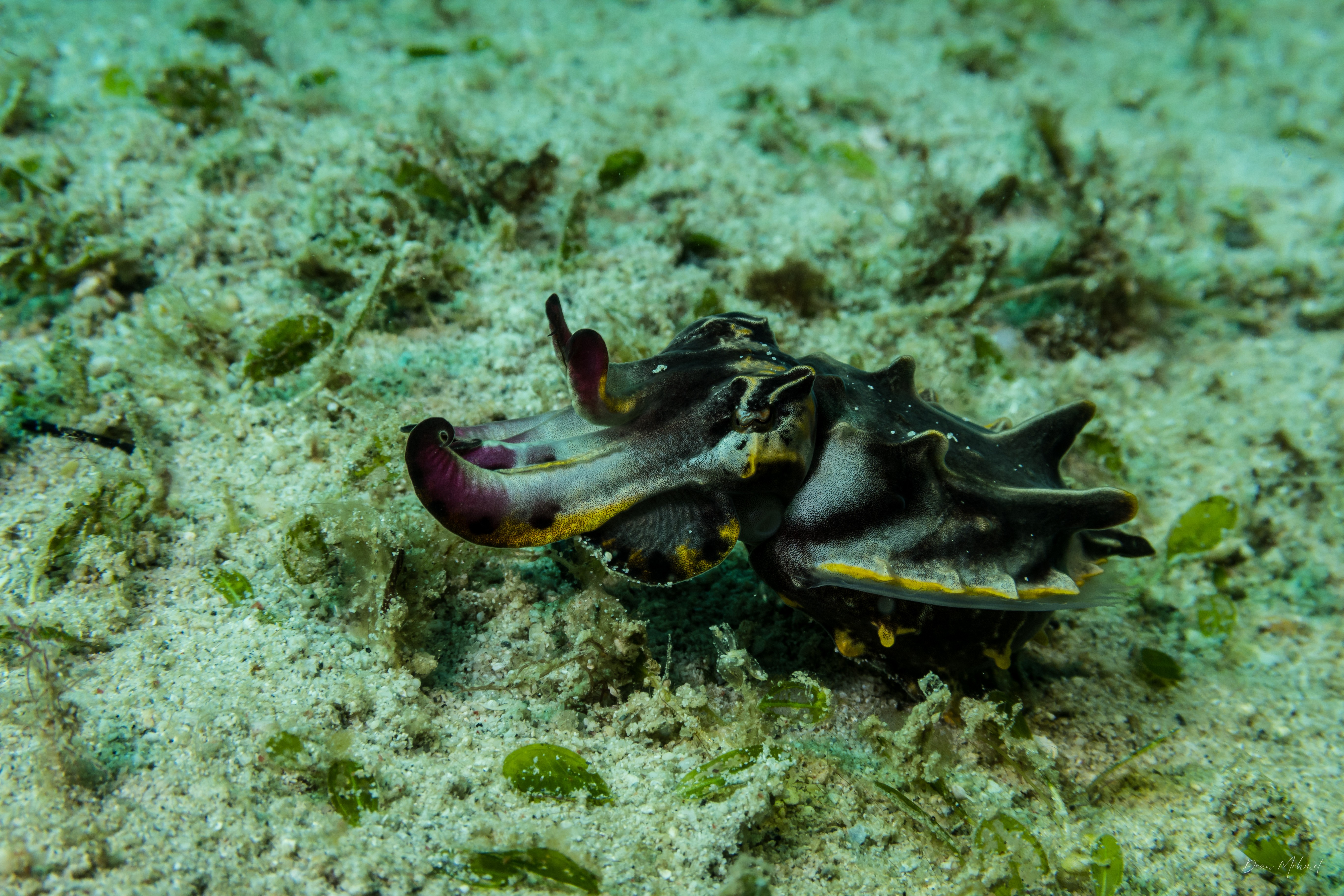 Flamboyant Cuttlefish
