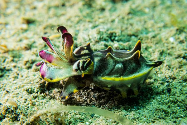Flamboyant Cuttlefish - Photo 1