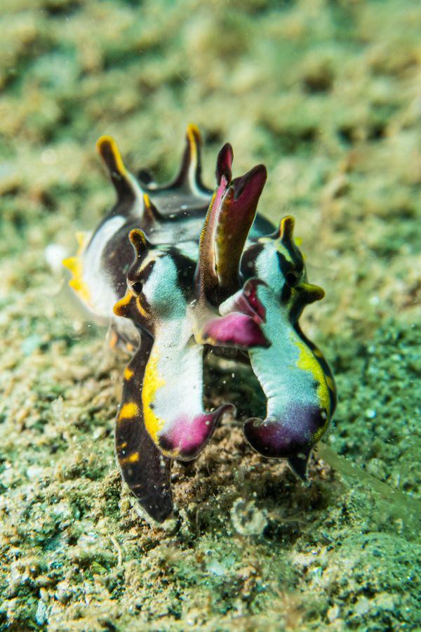 Flamboyant Cuttlefish - Photo 10