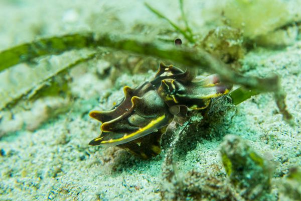 Flamboyant Cuttlefish - Photo 11