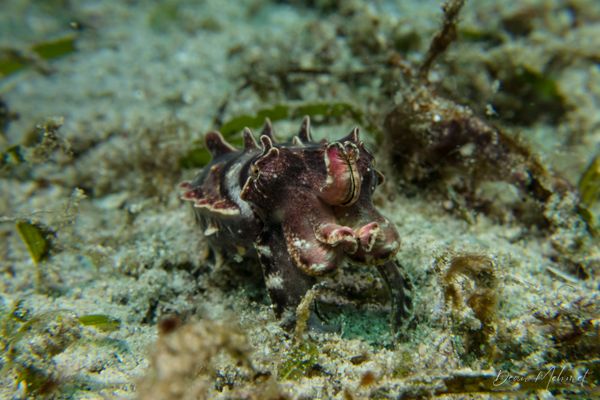 Flamboyant Cuttlefish - Photo 12