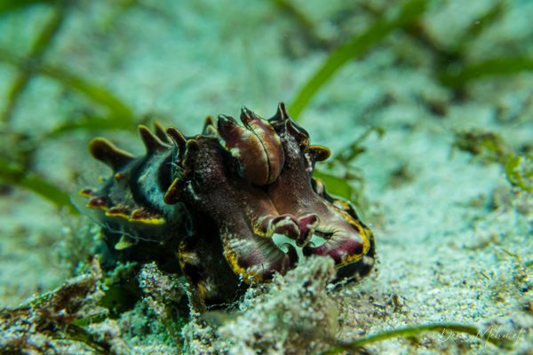 Flamboyant Cuttlefish - Photo 13