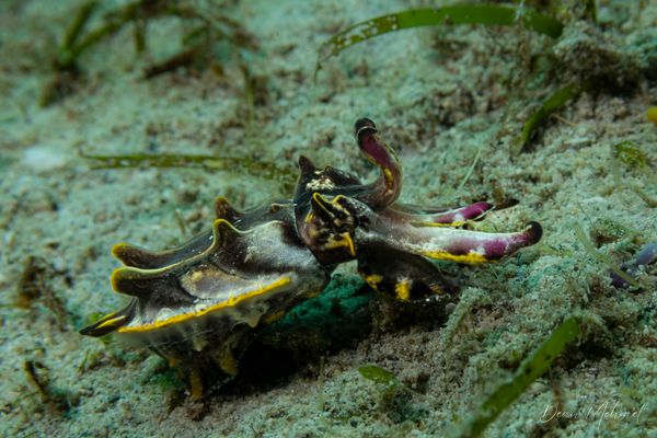 Flamboyant Cuttlefish - Photo 14