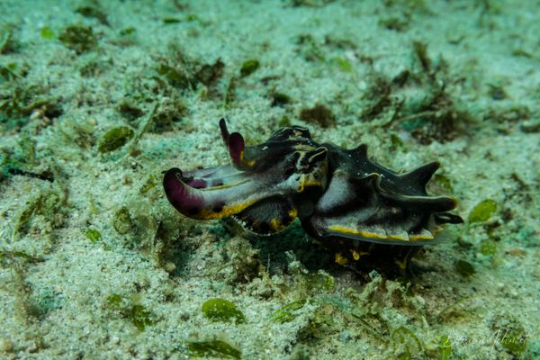 Flamboyant Cuttlefish - Photo 15