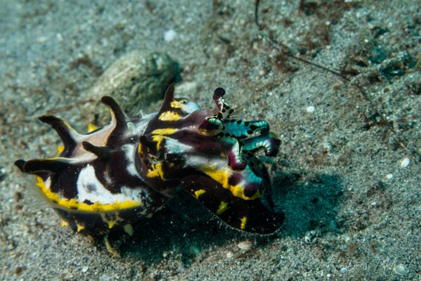 Flamboyant Cuttlefish - Photo 16