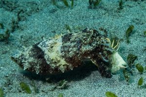 European Common Cuttlefish