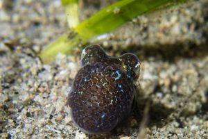 Bobtail and Bottletail Squids representative species