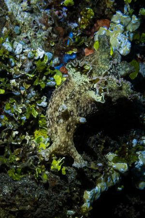 Gastropods representative species