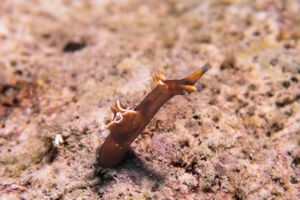 Gastropods representative species