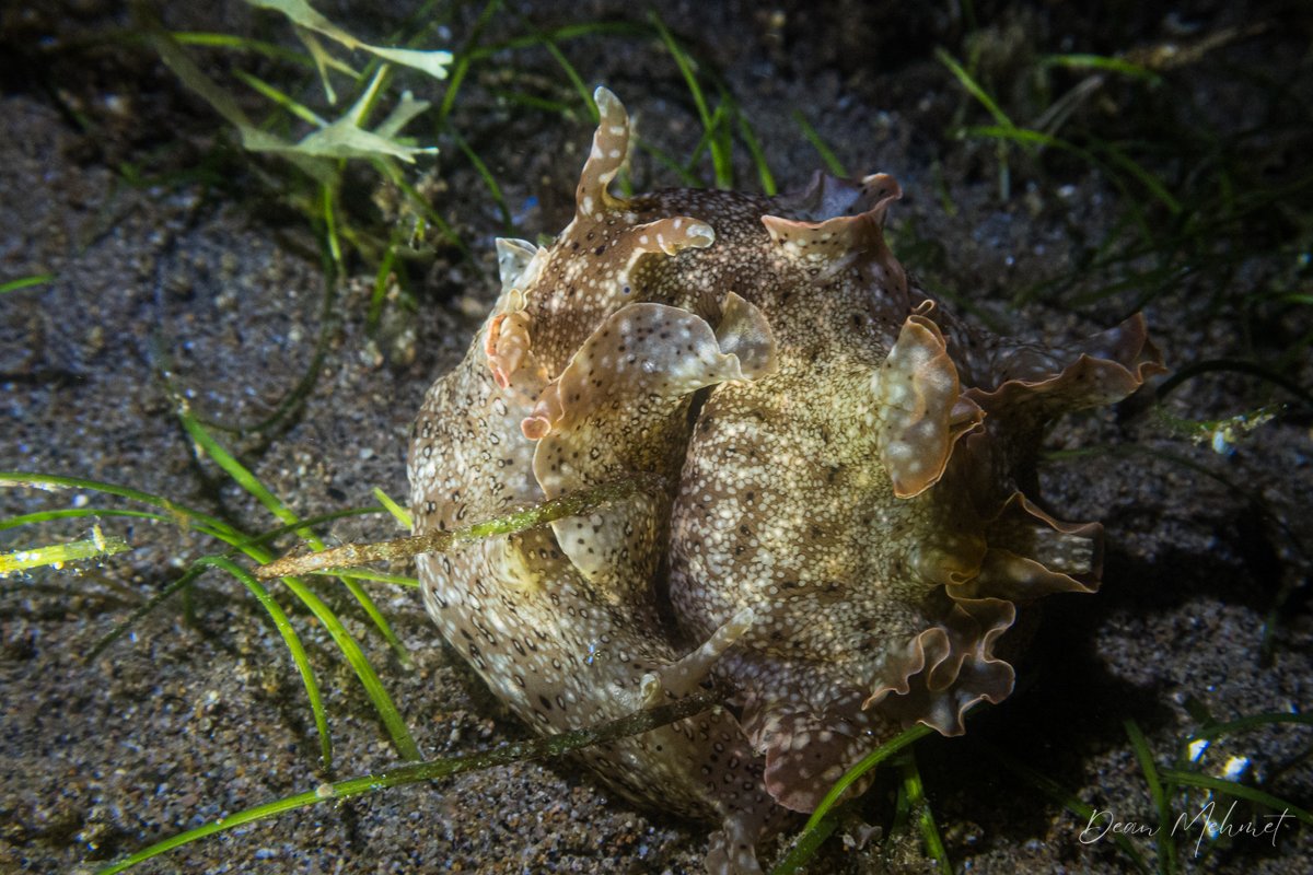Reticulated sea hare