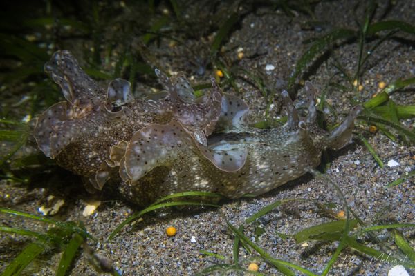 Reticulated sea hare - Photo 2