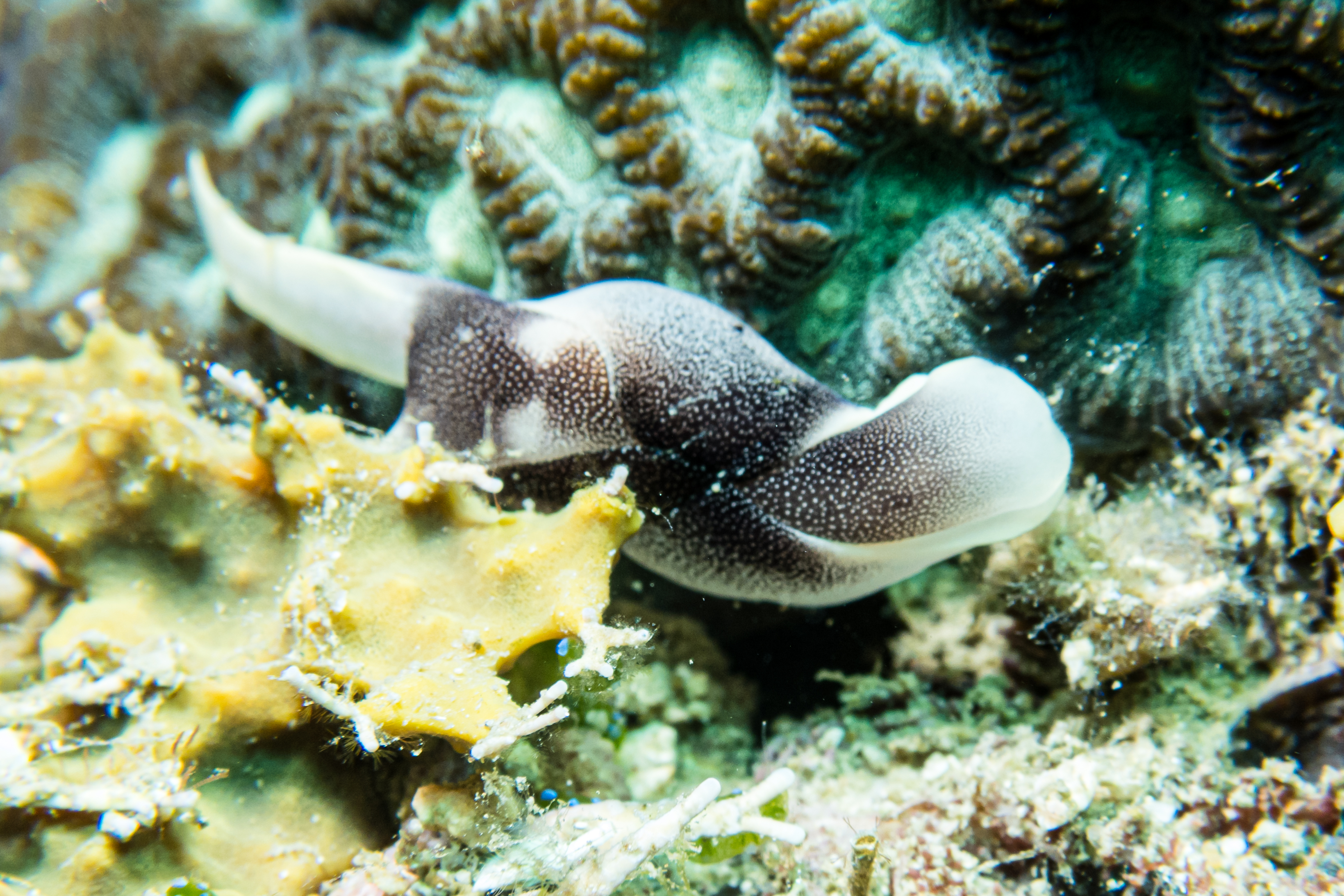 Lovely Headshield Slug