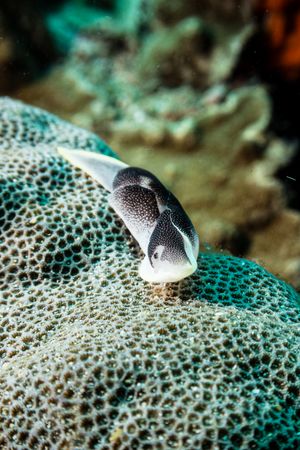Gastropods representative species