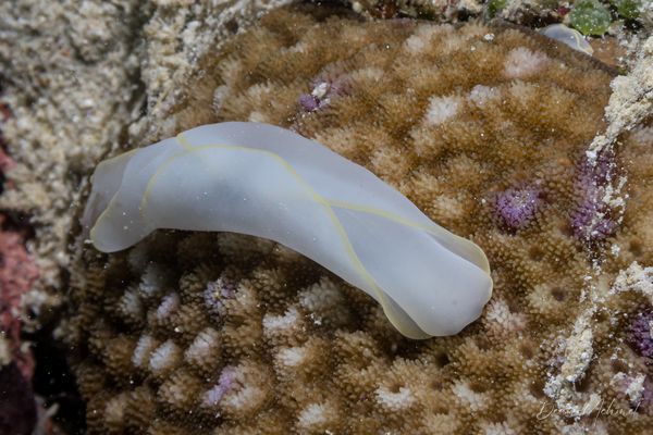 Chelidonura electra - Photo 1