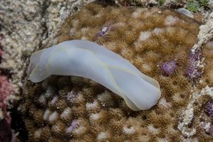 Chelidonura representative species
