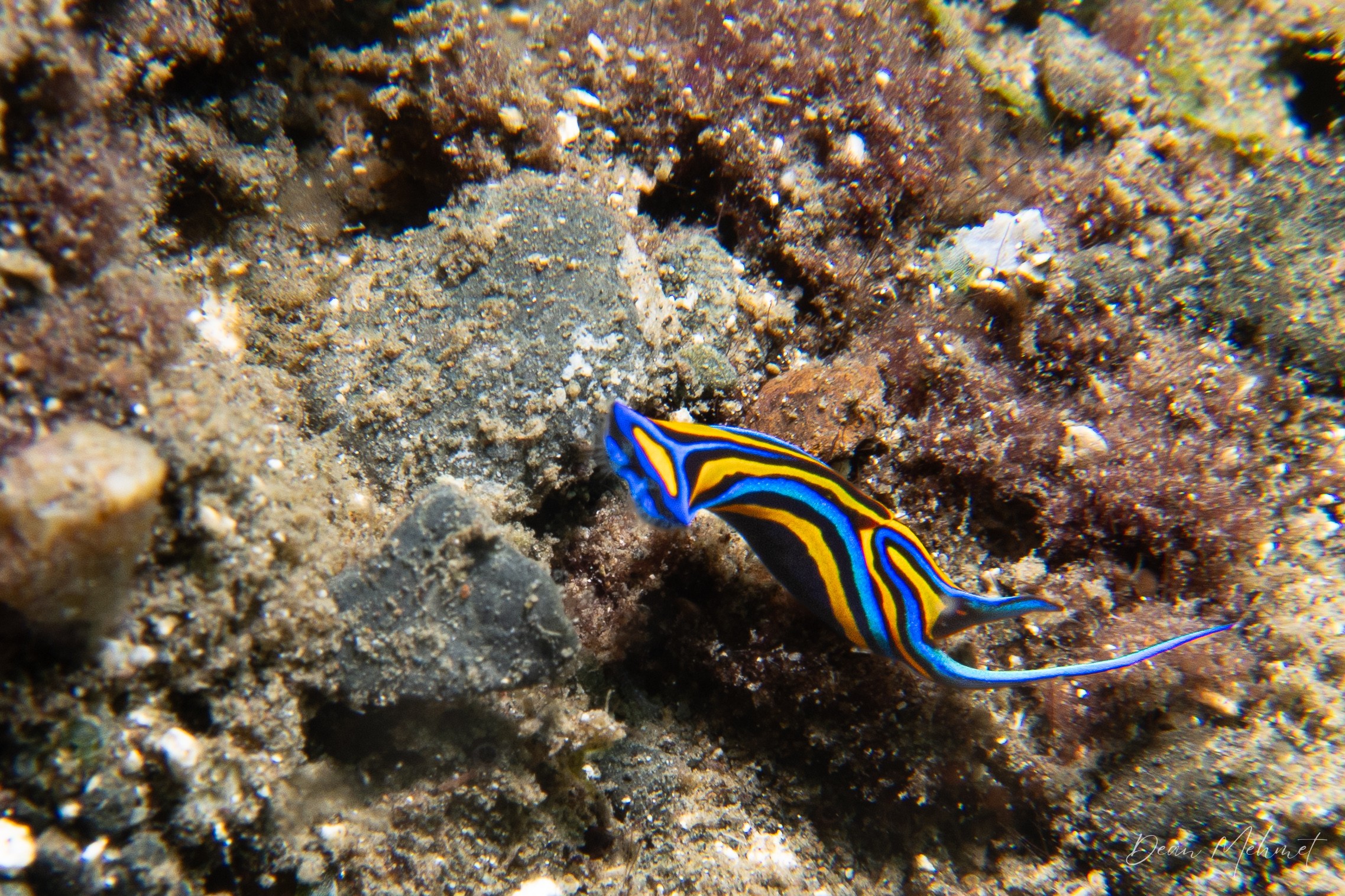 Swallowtail Headshield Slug