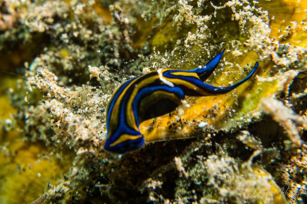 Swallowtail Headshield Slug - Photo 2