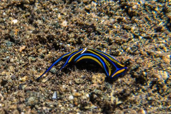 Swallowtail Headshield Slug - Photo 4