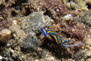 Chelidonura representative species