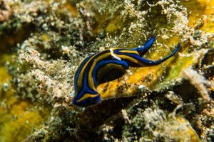 Swallowtail Headshield Slug