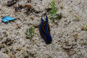 Swallowtail Headshield Slug