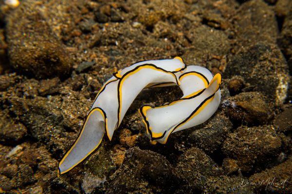 Chelidonura pallida - Photo 3