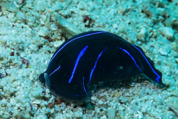 Blue Velvet Headshield Slug - Photo 1