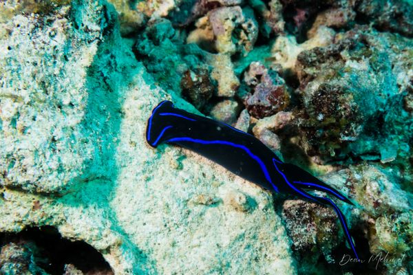 Blue Velvet Headshield Slug - Photo 2