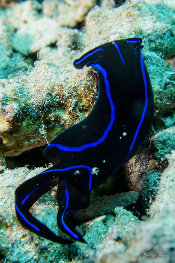 Blue Velvet Headshield Slug - Photo 3