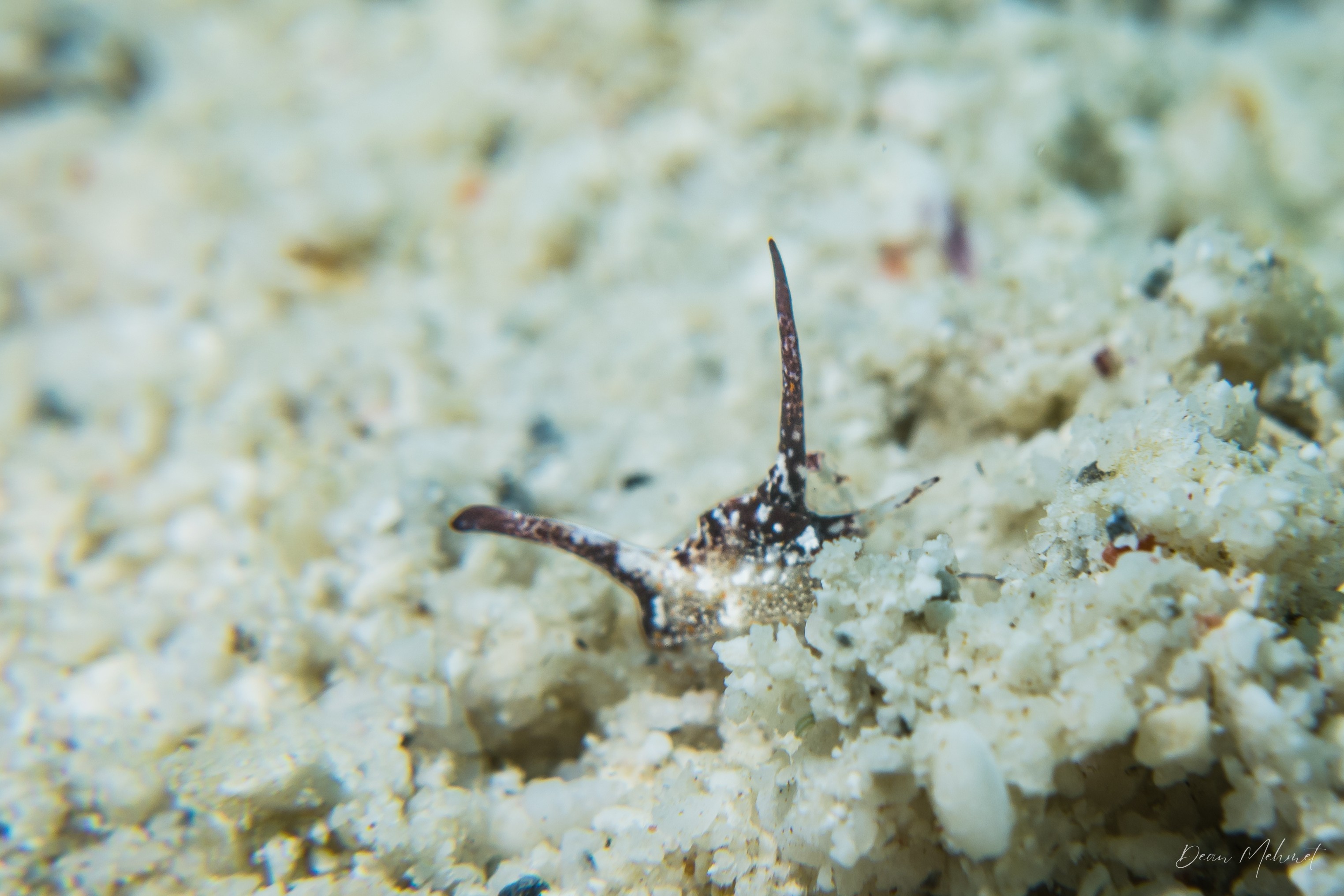 Mariaglaja tsurugensis