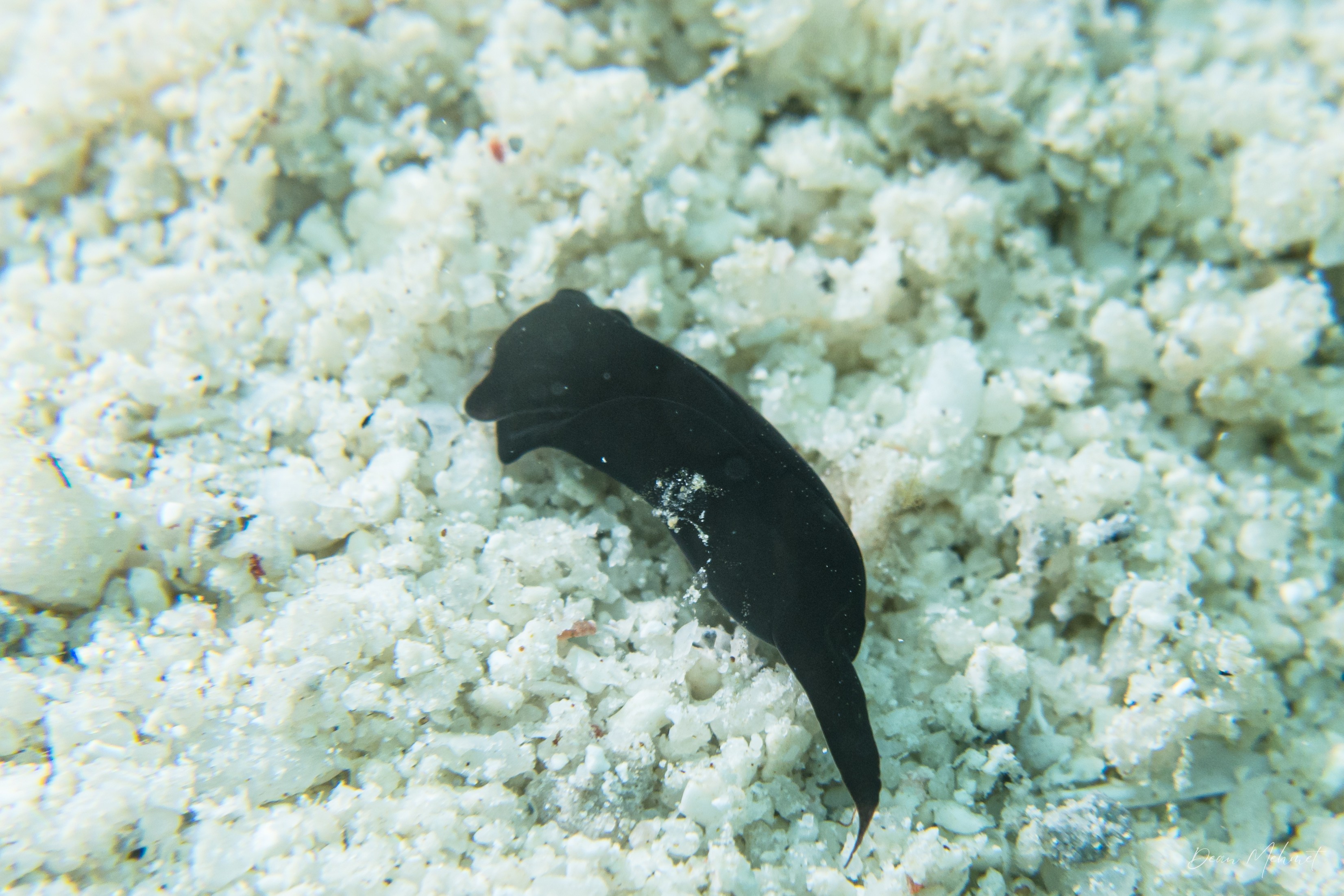 Mariaglaja tsurugensis