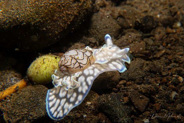 Micromelo scriptus - Photo 1