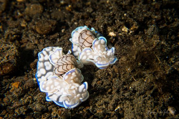 Micromelo scriptus - Photo 4